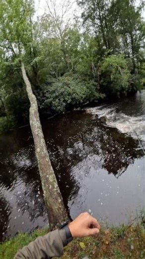 Randal Betz Jr on Instagram: "Some might argue that a wooly bugger should only resemble a minnow or leech. Which I can respect. My purpose is to help you think outside the box. Woolly buggers resemble what ever the trout think they are. I like to think that the bugs I match can be immitated by more than just one fly. A woolly bugger wet, can immitate a large stone. #flyfishing #flyfishdelawhere #troutfishing #troutflyfishing #fishinglife #stoneflynymph"