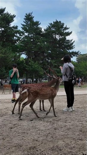 奈良の鹿と外国人観光客