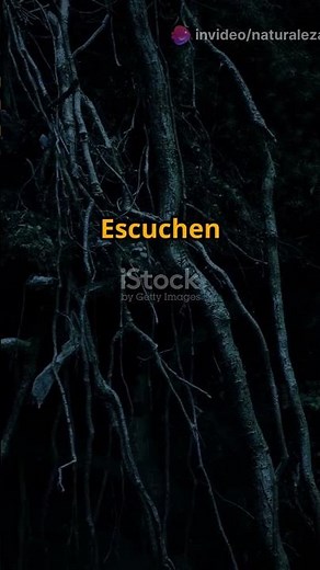 La leyenda del Bosque de Tejo 🌲💚