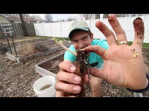 Planting Bare Root Strawberries into a New Bed