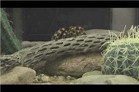 Watch Basic Tarantula Care Tips on Amazon Live