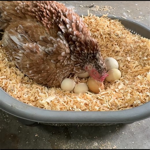 103K views · 2.4K reactions | Mian Inventions on Reels | Facebook