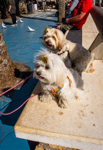 Incredible CCD Sensor Camera in Benidorm, Spain