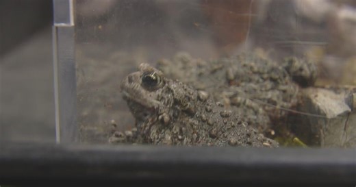 A to Z with Alex Lehnert: Boreal Toad