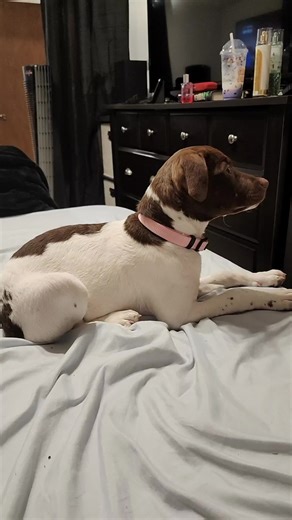 Quinn springer spaniel mix