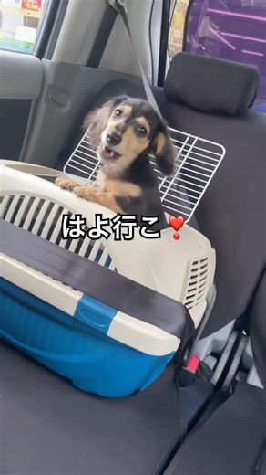 ドッグランが楽しみな子犬5ヶ月【保護犬クゥの成長記録】 #ミニチュアダックス #ダックスフンド #ダックス #ダックスのいる暮らし #犬のいる生活 #犬の動画 #イヌ #犬 #子犬#保護犬