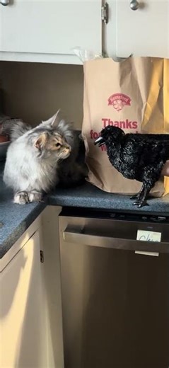 Jeezum crow Coon cat! #shorts #cat #funny @crazycoons