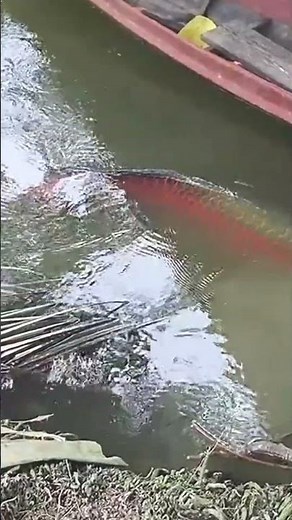 Ada penampakan seperti Ekor predator di samping perahu kecil