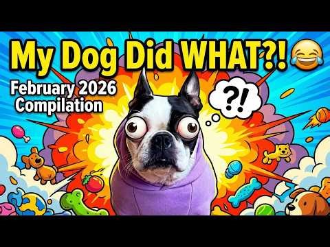 My Dog Did WHAT?! 😂 | February 2026 Compilation