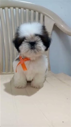 Shihtzu female puppy 😻 cute #puppy