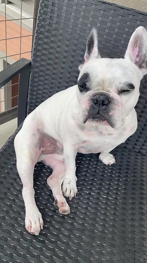 The King of Sexy Dog Videos: WG