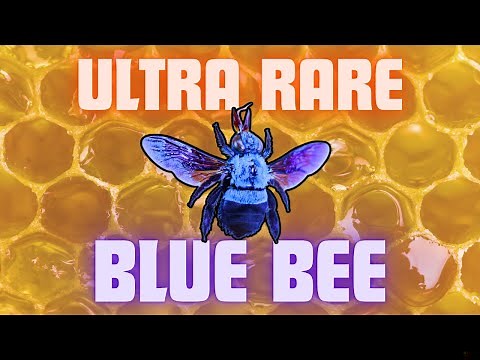 The Surprising Reason This Ultra-Rare Bee Is Blue