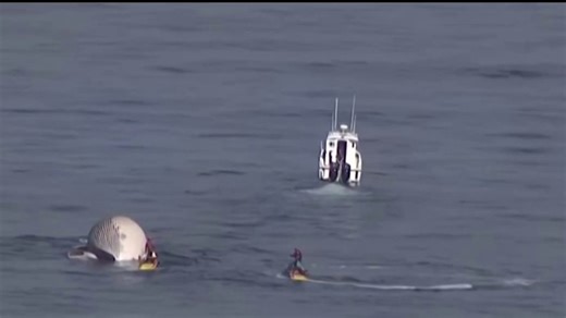 Dead whale found floating off the coast of Cardiff State Beach