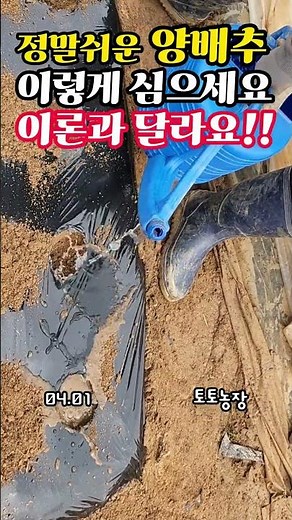 양배추모종 이렇게 심으세요. 이론과 다릅니다. #양배추 #양배추농사 #모종심기 #양배추모종 #모종
