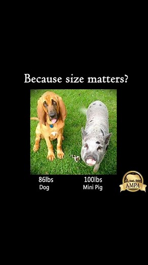 You can’t really compare the weight of a pig to a dog, but these comparison photos might help. Mini pigs are short and stocky. They are typically between 14 and 20 in tall. Genetics always play roll, so some are larger than others. A mini pig is any pig under 300 lbs. They grow until they are 5 years old. #minipiginfo #minipigfacts #minipig #AMPA #pigs #pigsofinstagram #teacuppig #teacuppigsdontexist | Our Little Coop