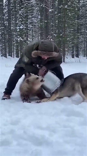 Man Saves Bear Cub from Wolf Attack!