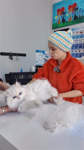 PvK - VETPATİ (Leman Aydınlık ) on Instagram: "Tüy bulutu gibi kedi😍😅 #reklam değil"
