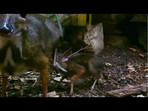 Java Mouse Deer feeding young