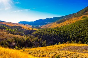 The 10 Most Beautiful Forests in the United States