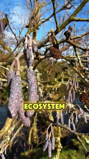 Alder Tree Is the Quiet Hero of Bad Soil! #alder #aldertree #alnus