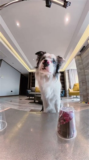 Puppy Guessing Game: Can Your Border Collie Beat the Odds