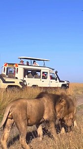 🌍 Discover Tanzania in 2025: A Land of Adventure, Wildlife & Culture 🦁🏔️ ✨ Experience the Magic of Tanzania in 2025! Tanzania is a land of breathtaking landscapes, diverse wildlife, and rich cultural heritage. From the majestic Mount Kilimanjaro, Africa’s highest peak, to the endless plains of the Serengeti, home to the Great Migration, this East African gem offers unforgettable experiences for every traveler. Whether you dream of embarking on a thrilling safari in Ngorongoro Crater, relaxing