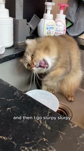 Casper: why use a bowl when there’s a sink? #shorts #visitsingapore #coworkingspace #catcafe