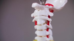 Human Spine Model with Nerves