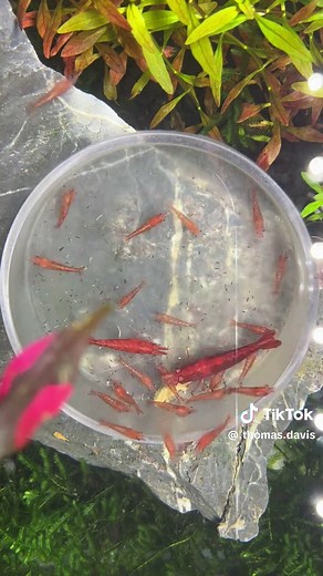 Baby shrimps growing up fr #fyp #aquarium #plantedtank #shrimptank #timelapse