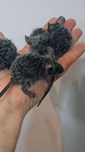 Blue texel 🤩 | Pepko Hodowla Myszy Rasowych