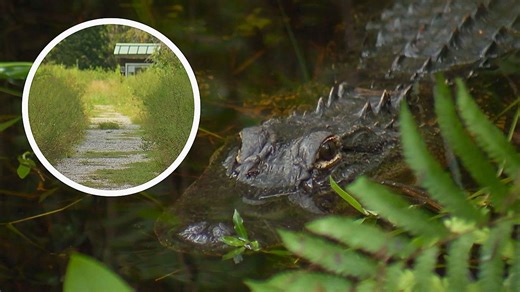 Opfer an Arm und Bein verletzt: Alligator attackiert Wanderin in Florida