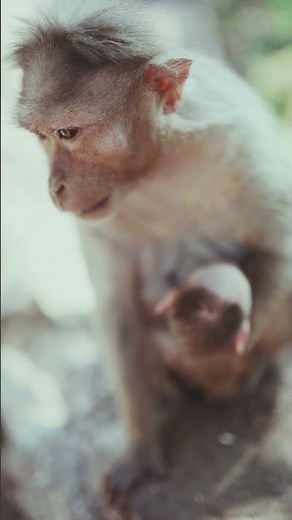 Une Femelle Singe Avec son Bébé , Respecter les Animaux #Shorts