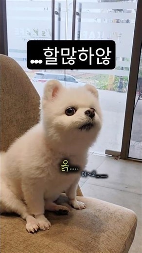 대화에 꼭 참견해야는 강아지.... . ...What is it trying to say?