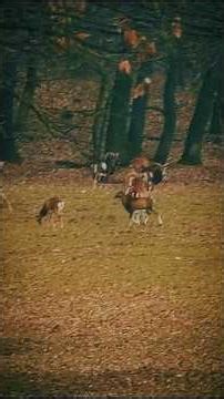 Az erdő lakói #szentirmai #dronetatabánya #természetjáró #túrázás #túra #freedom #természet