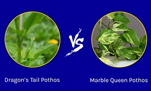 Dragon’s Tail Pothos vs. Marble Queen Pothos