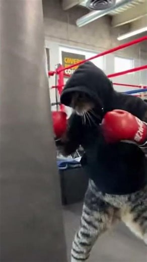 Is This a Cat or a Boxer? 😺💪 Gym 😂Boxing Training#shortsfeed #cat #gym #gymcats #ai