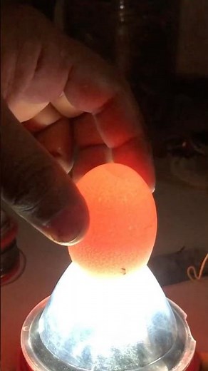 How to make egg candling light
