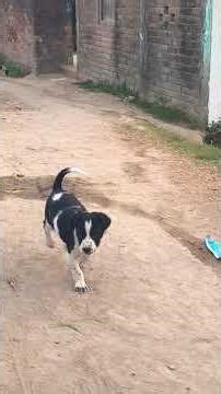 pets 🐕 #trendingshorts #cute