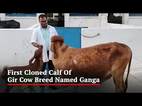 First Cloned Calf Of Gir Cow Breed Named Ganga