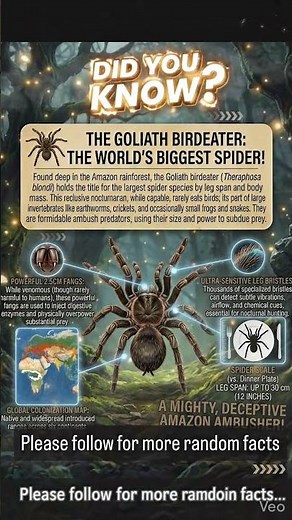 The Goliath Bird Eating Spider. #spider #giant #didyouknow #facts #giantspider