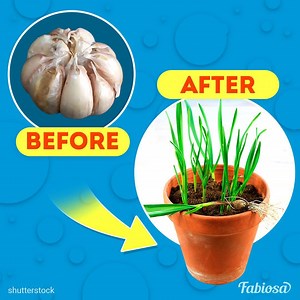 Surprisingly unusual way to grow garlic in a pot with flowers. | Tips & Tricks