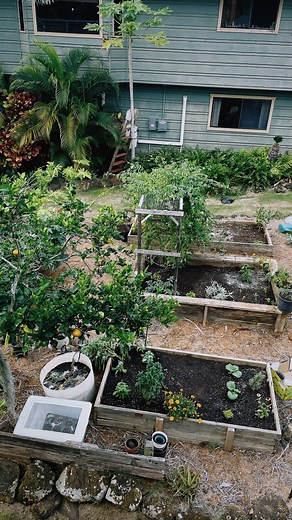 Hunter & Emily Hancock on Instagram: "we have used synthetic fertilizers for a long time, not knowing that there were better alternatives. Now we are consumed by research to continue finding ways to best feed my plants through a healthy and active soil. Fertilizer Mix for 5 Gallon Bucket: •18 Cups Azomite •8 Cups Kelp Meal •10 Cups Bone Meal •12 Cups Green Sand Because kelp meal is a great source of nitrogen you want to go a little lighter on that one. The bone meal also has a lot of phosphorus