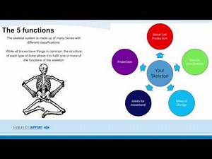 GCSE PE – Lesson 7 - 1.1.1 - Functions of the skeletal system