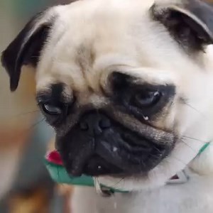 Adorable pug puppy gets spayed 🥺 Will surgery go as expected? 🐶 | Vet On The Hill