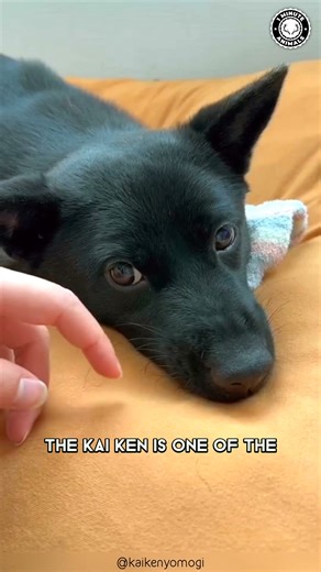 Thai Ridgeback 🐶 The Dog With a Ridge! This sleek breed has a natural stripe of fur that grows backward. It’s strong, loyal, and built for jumping and running. You won’t believe how athletic this rare dog is! #wildlife #nature #animalfacts #animalvideos | 1 Minute Animals