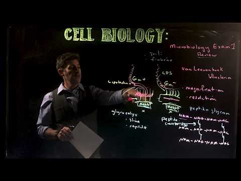 Microbiology Exam 1 Overview