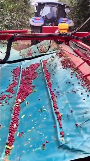 Amazing Cherry Picking Machine at Work 😲