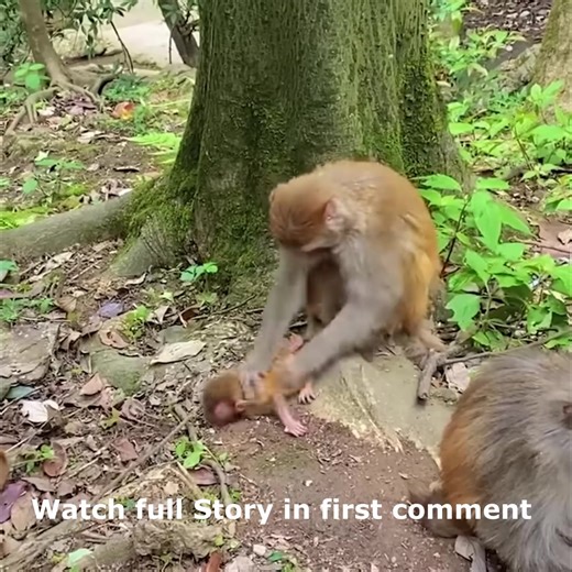 285K views · 1.4K reactions | Mother monkey criticized the baby monkey for being too dirty, so she rudely wiped the baby’s bod Watch full Story in first comment | Cute monkey family | Facebook