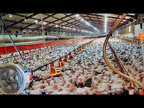 Where to buy days old chicks | how to buy day old chicks from a hatchery | how much is day old chick