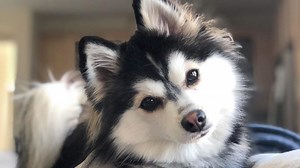 Pomsky (mix de Husky Siberiano com Lulu da Pomerânia) - Amo Vira Lata